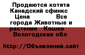 Продаются котята Канадский сфинкс › Цена ­ 15 000 - Все города Животные и растения » Кошки   . Вологодская обл.